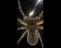 Guy gets scared brown spider filter car