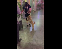 Dog excited to meet girl owner airport