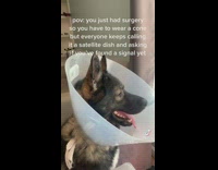 Dog gets surgery wears cone around head