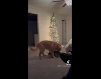 Dog brings throw pillow in the bedroom 