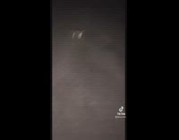 Collab KaleSaladIG - Crab runs away from White Claw