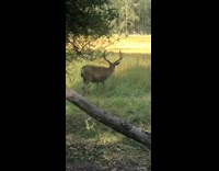 Girl sits grass photographs deer black shirt