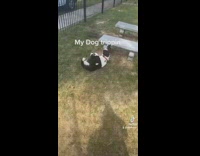 Dog runs off tree and lands on back 