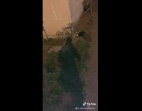 Girl feed cats knock over container