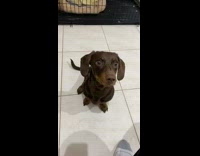 Dog goes inside crate after peeing bed 