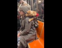 Collab WINY - Woman has dog on backpack carrier inside the subway 