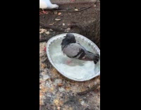 Pigeon bathing on take out foil container