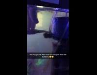 Collab Clips MPUGC - Seahorse likes the bubble current of oxygen machine