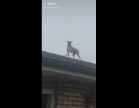 Collab BitchIG2 - Woman calls dog on the roof 