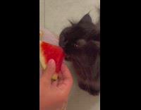 Cat Bites then Licks Watermelon Quarter Slice