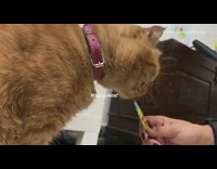 Brown cat eats blue yellow tube treat 