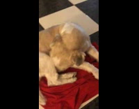 Brown dog knocks eats cheese off head