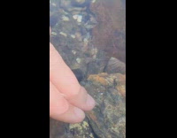 Person put finger in water with transparent shrimps part 2