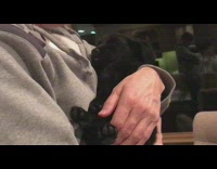 black puppy dog sleeps like baby in human arms