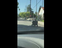 Guy rides black armchair on wheels 