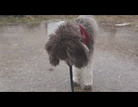 Poodle dog walks on frozen pond ice 