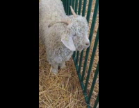Goat with curly fur and horns by the fence