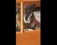 Large dog looks at puppy wood door 