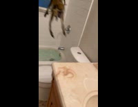 Collab ClipsIG - Monkey Jumps Around Bathroom from Tub to Sink