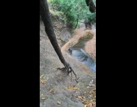 Woman swinging off rope loses grip and falls into the water stream