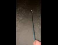 Owner pull harness drag dog on snow