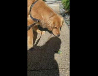 Brown dog steps foot on small green bird 