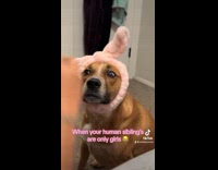 Dog takes makeup from girl inside room