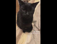 Cat annoyed being filmed bites hooman