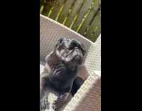 Collab PLC - Black pug on chair look upward backyard