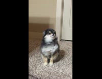 dog getting air blown at it 