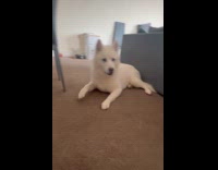 Dog plays ball throws back to owner