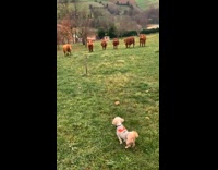 Herd of Curious Cows Approaches Pet Dog 