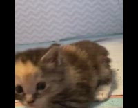 Brown white newborn kitten grey chevron print 