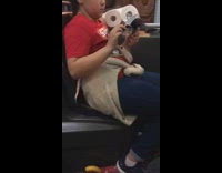 little girl brushes fake bird with fake knife