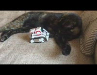 Cat white remote controlled toy car couch