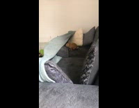 Brown bunny rabbit jumps falls off couch 