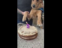 dog fifth birthday