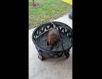 Woman found dog in her fire pit