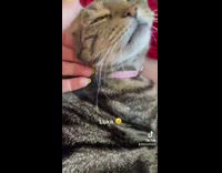 Girl introduces her four rescue cats 