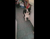 Dog excited stomp on floor for food 