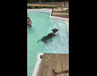 Black pitbull swimming pool 