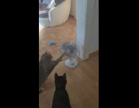 Cat likes to touch fan blades paw