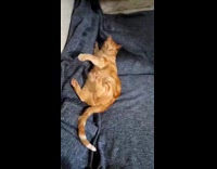 Submitter playing with cat using wand toy with feathers