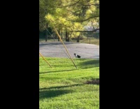 Black white cat runs to chase rat