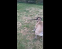 Dog gets stick likes to play fetch