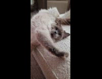 Cat rolls on the edge of couch