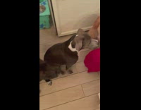 Dogs wait in line for food scraps 