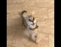 Brown black leopard print cat says yeah 