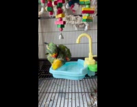 Parrot bird takes bath and blow dried