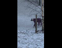 Black and white dog wears purple snowsuit 